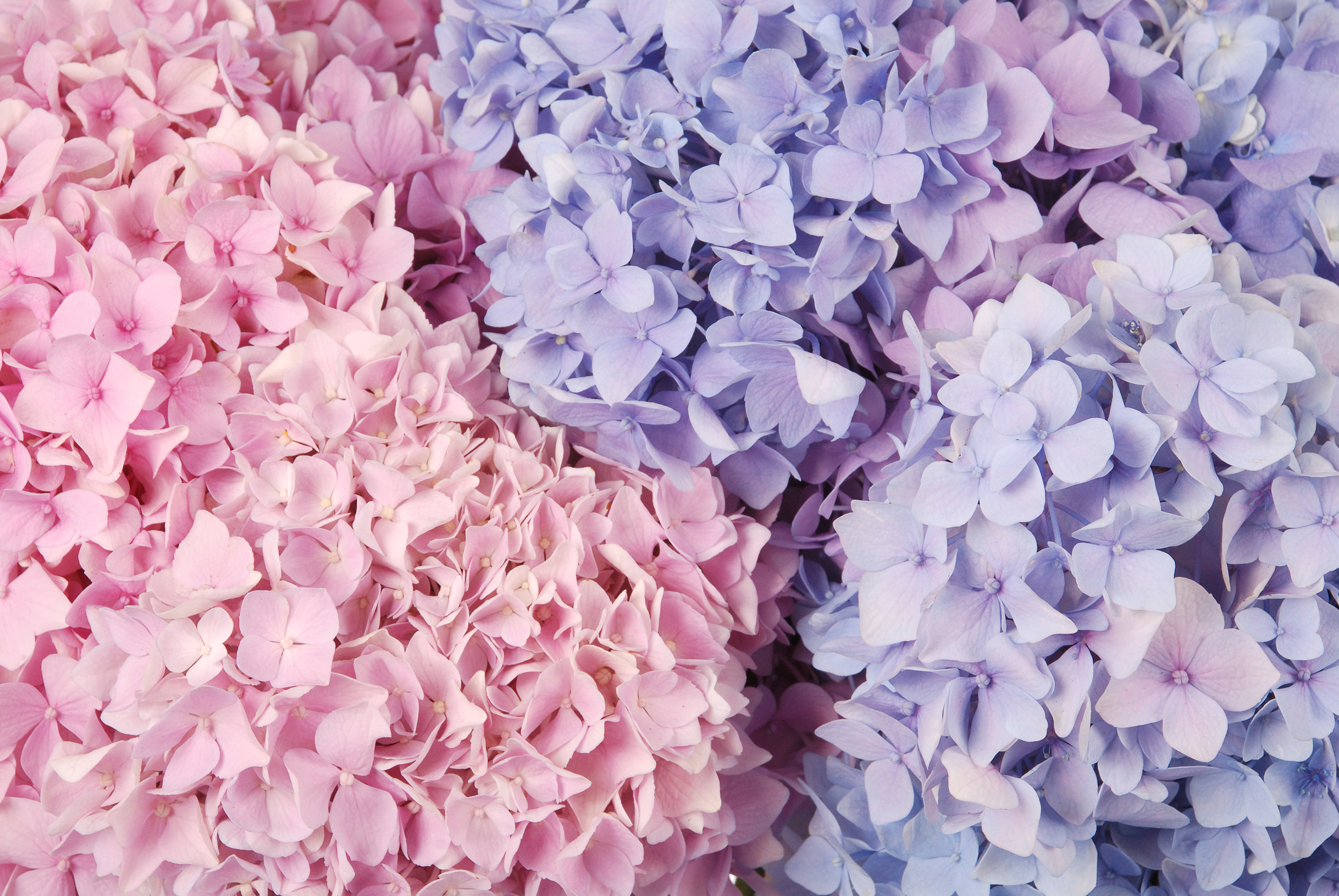 hydrangeas